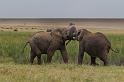 059 Kenia, Masai Mara, vechtende olifanten